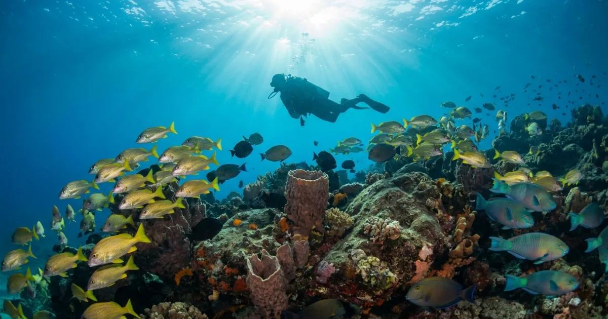 Scuba diver exploring the reef at Los Arcos — top diving schools in Puerto Vallarta