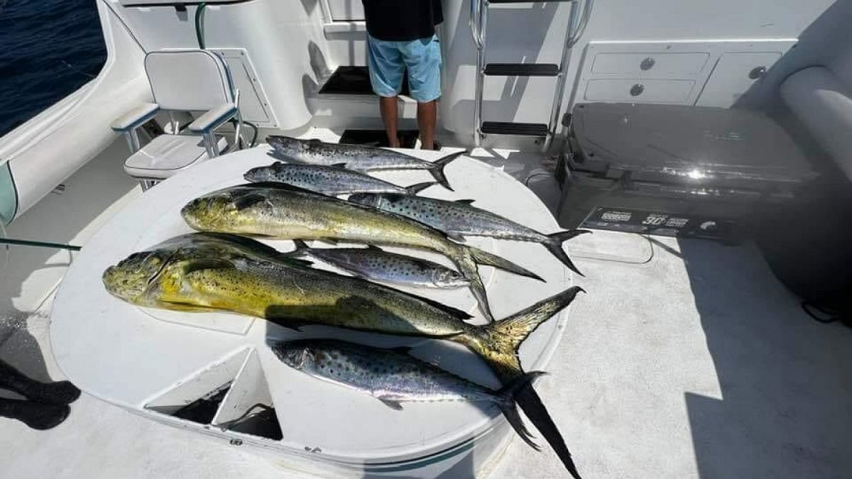 Dorado on the deck after a fishing charter in Nuevo Vallarta