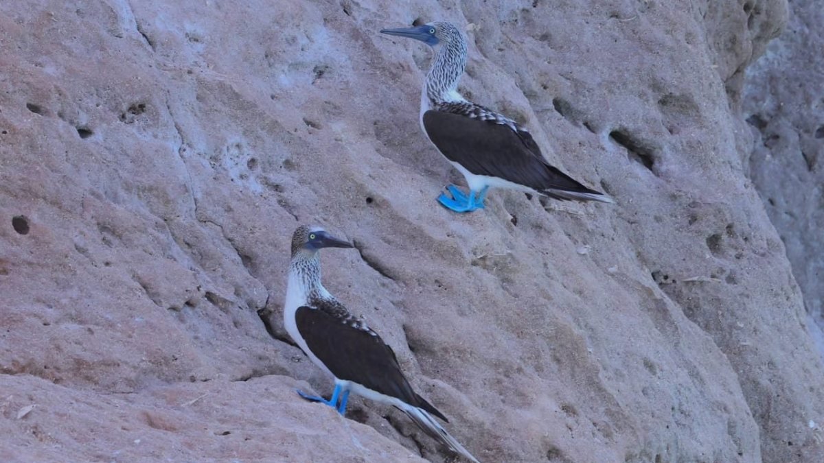 Two blue-footed boobies on the pale cliffs of Isla Coronado in Loreto Bay National Marine Park