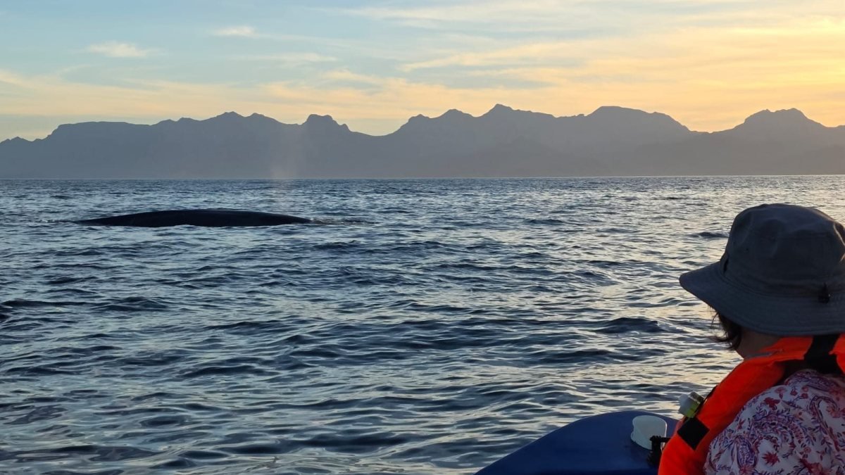 Blue whale surfacing beside the Loreto Star panga at dawn during a whale watching charter in Loreto