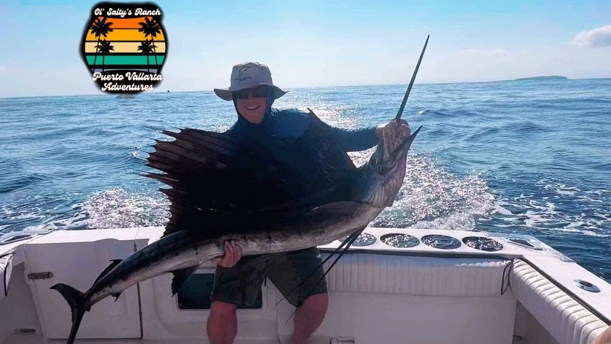 Sailfish brought boatside on a fishing charter aboard Guanatuna off Puerto Vallarta