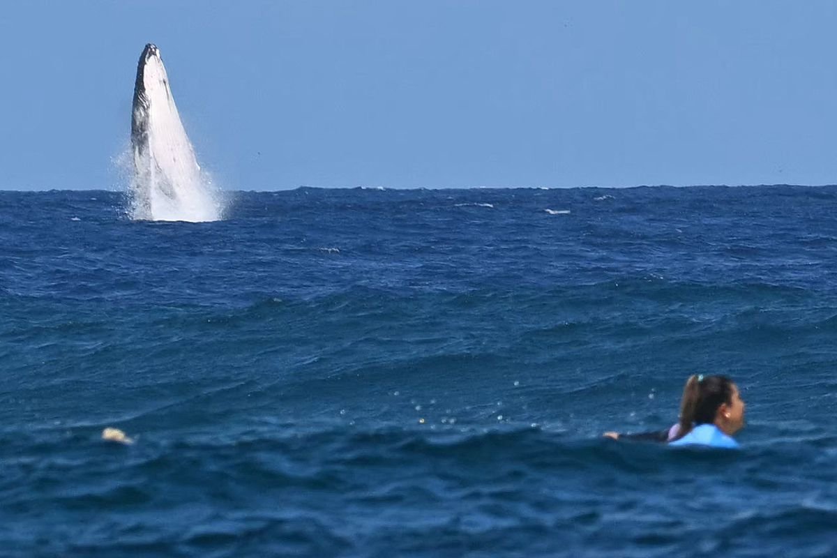 Humpback whale breaching in Banderas Bay with surfers in the foreground — surfing and whale watching in Puerto Vallarta
